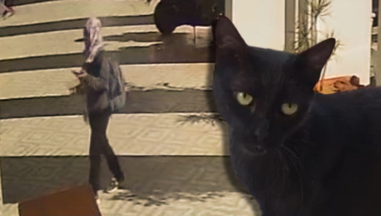 antalyada kayip kara kedi bilmecesi HXn4h1Ap