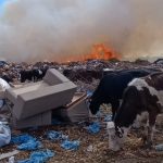 antalyada yangin cikti alevlere ne inekler ne de coban aldirdi 1FjmRgSS