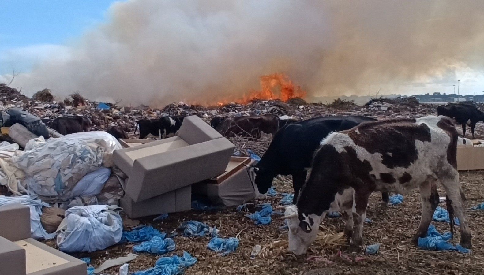 antalyada yangin cikti alevlere ne inekler ne de coban aldirdi 1FjmRgSS