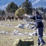 antalyada yilki atlarina saman ve yonca birakildi F15y6HZT