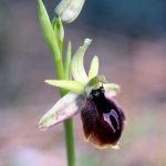 antalyaya mahsus bitki koparmanin cezasi 1 milyon tlyi gecebiliyor FYgHZrB7