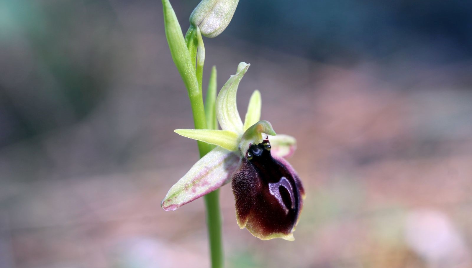 antalyaya mahsus bitki koparmanin cezasi 1 milyon tlyi gecebiliyor FYgHZrB7