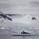 antarktikada endise sinemasi uzere anlar olum tehditleri alan bilim insanlarindan yardim daveti Q3eP4sUG