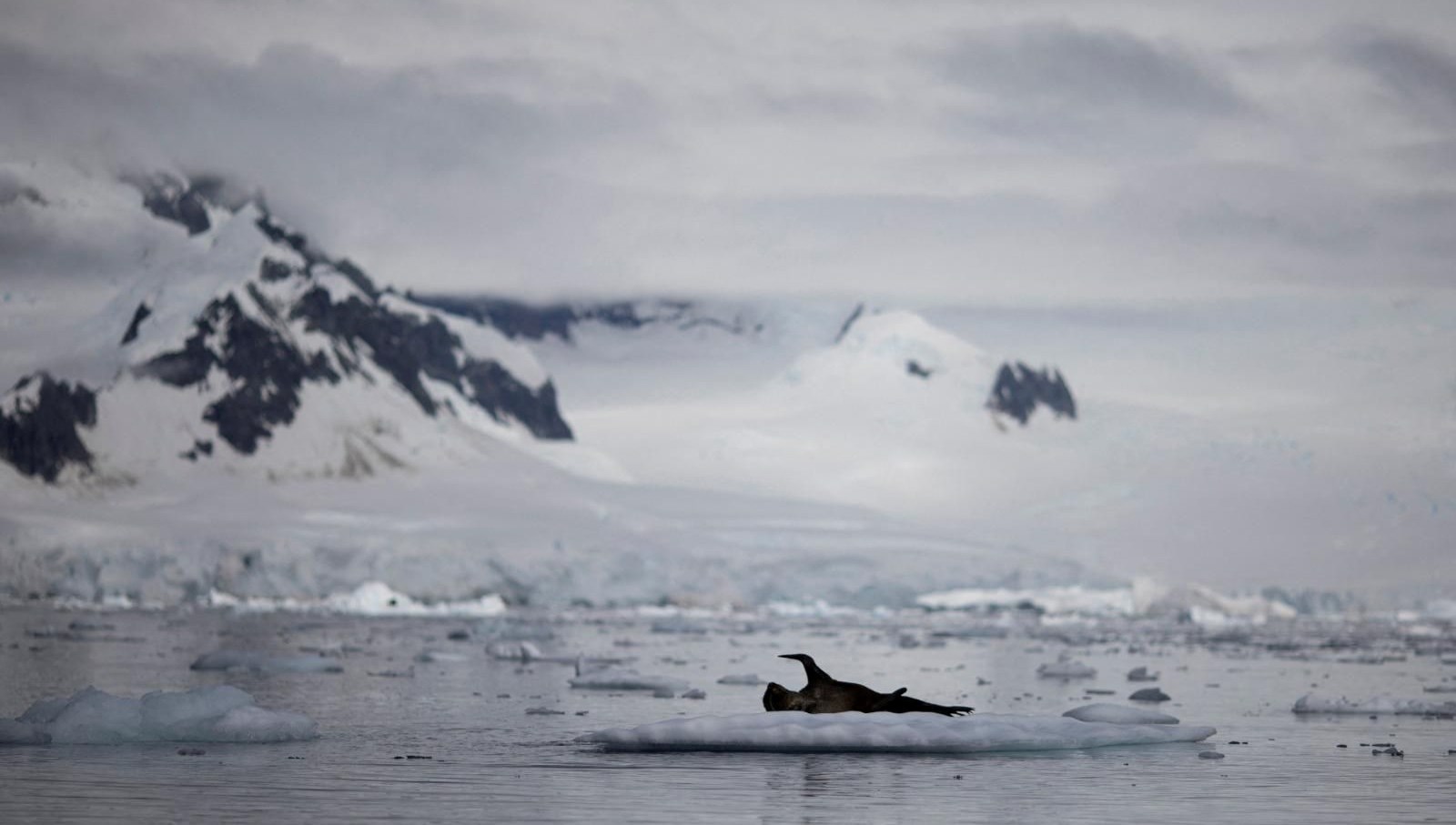 Antarktika'dan Çaresizlik Feryadı: Ölüm Tehditleriyle Yüzleşen Bilim İnsanları Yardım İstiyor 71 antarktikada endise sinemasi uzere anlar olum tehditleri alan bilim insanlarindan yardim daveti Q3eP4sUG
