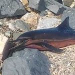 arnavutkoy kiyisina meyyit yunus vurdu LT2Bivg7