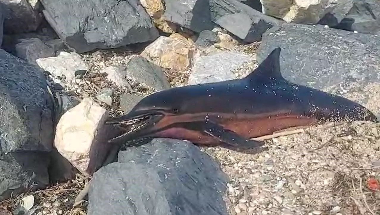 arnavutkoy kiyisina meyyit yunus vurdu LT2Bivg7