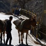 at sirtinda gubre tasiyorlar atalarimizdan kalan bir gelenek MtielO8L