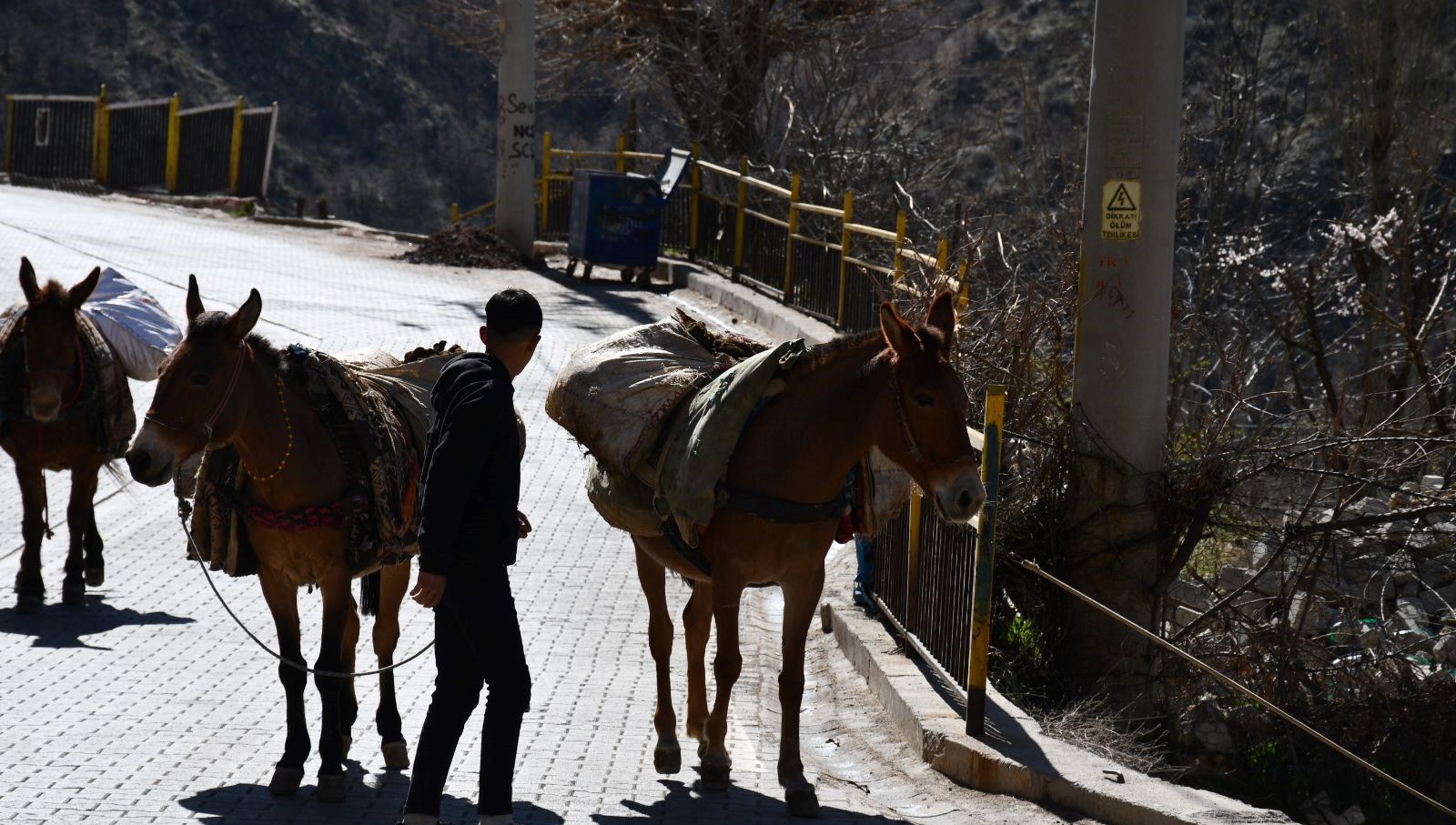 At Sırtında Miras: Gübre Taşımacılığının Asırlık Hikayesi 71 at sirtinda gubre tasiyorlar atalarimizdan kalan bir gelenek MtielO8L