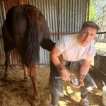 atlara tutkusu nalbantlikla bulustu ycxnJw7W