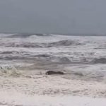 avustralyada kopuk ve meyyit balik alarmi 2 plaj kapatildi HrzT8L89