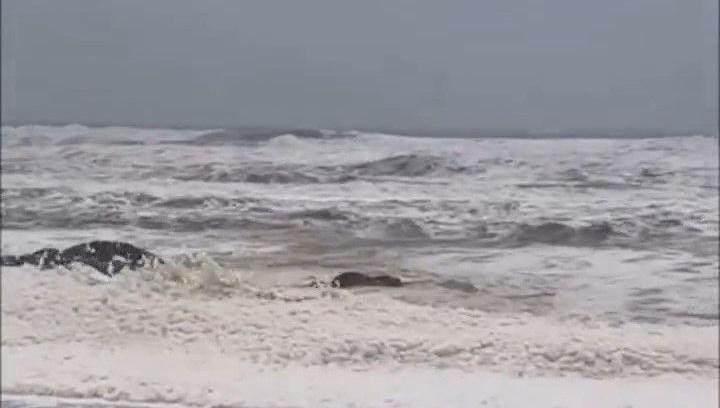 Avustralya Plajlarında Köpük Kargaşası ve Balık Ölümü Kabusu 71 avustralyada kopuk ve meyyit balik alarmi 2 plaj kapatildi HrzT8L89