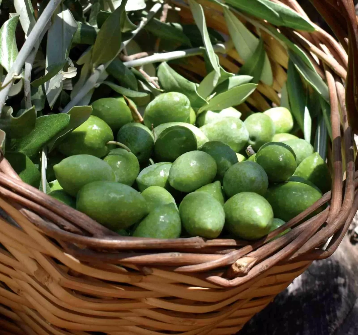 aydin memecik zeytini abde tescillendi