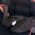 az gorulen kara leylek yarali halde bulundu zrzRVFq1