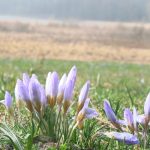 baharin mujdecisi cigdemler cicek acti lgImaScE