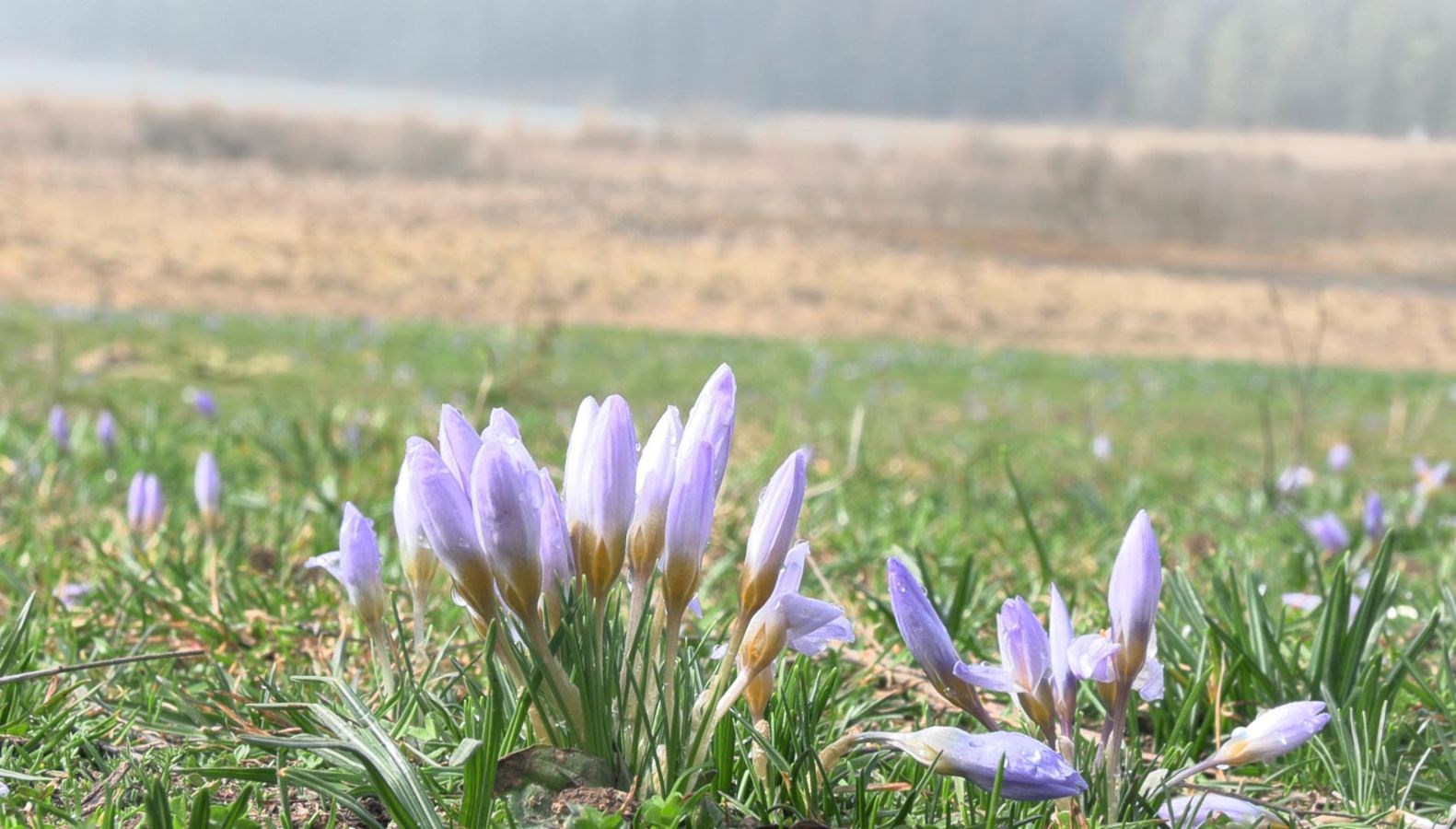 Müjdelenen Bahar: Çiğdemler Uyandı 71 baharin mujdecisi cigdemler cicek acti lgImaScE