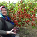 bahcede kilosu 100 lira mersinden dunyaya ihrac ediliyor frrFr9NE