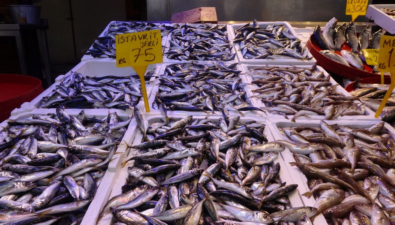 balik donemi sona eriyor 2XrpKBwu