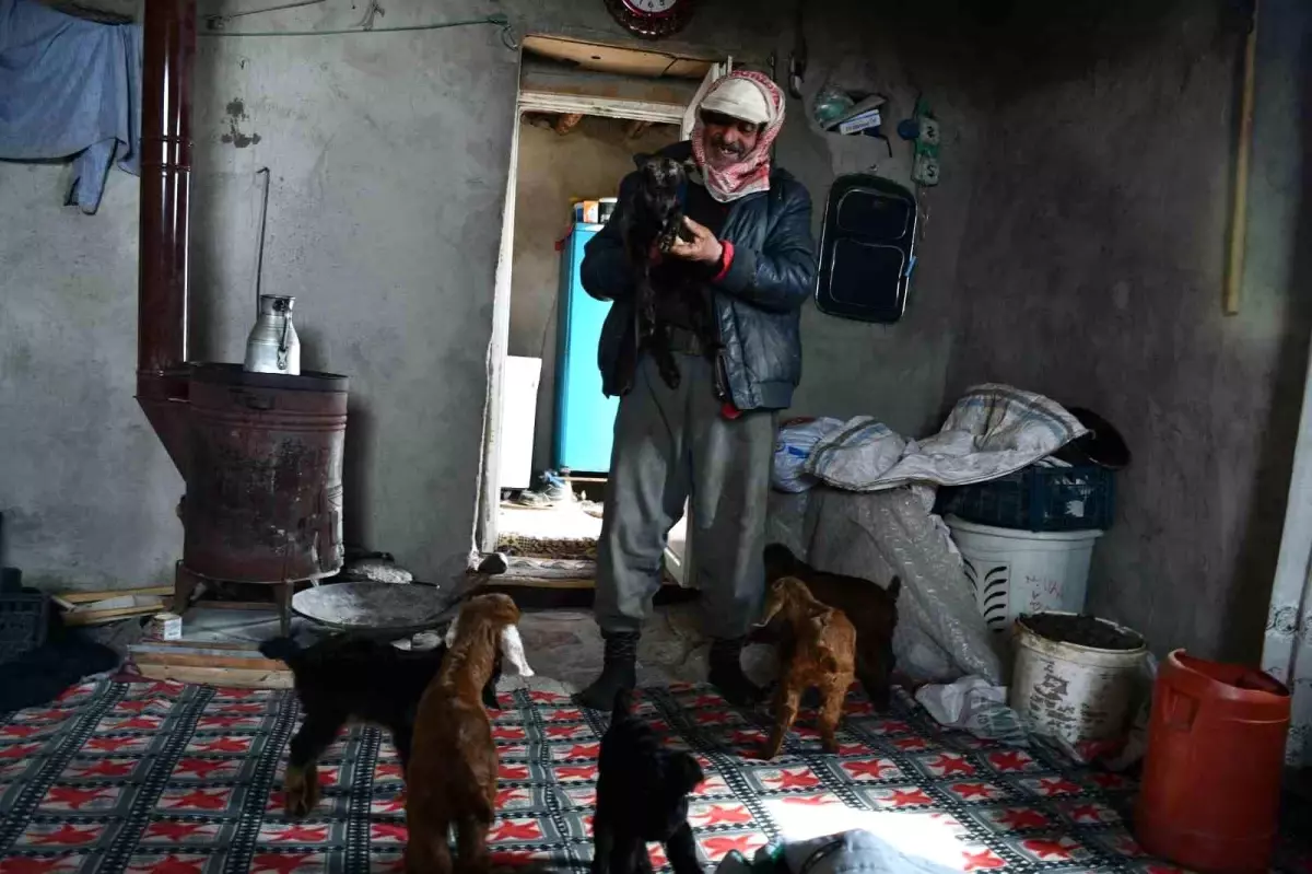 beytussebapta yalniz besici cWSCrysy