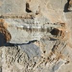 bilim insanlari bilinmeyen omur formu buldu YB9SaQhO