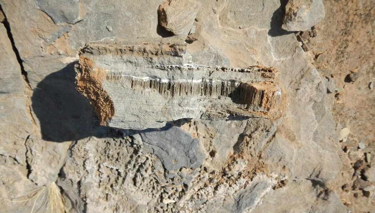 bilim insanlari bilinmeyen omur formu buldu YB9SaQhO