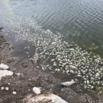 binlerce meyyit balik kiyiya vurdu zpslq1Nz