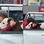 bir anda olsun birakmadi hasta buzagisini sarilarak veterinere goturdu UqlCeaki