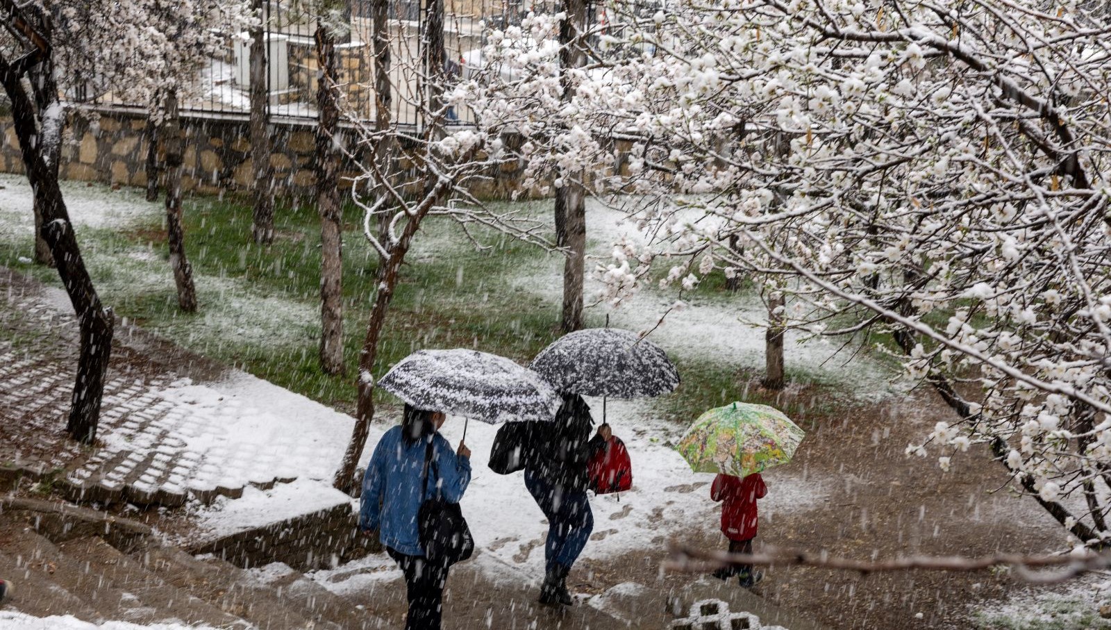 A Square of Seasons: A Spring Snowfall 71 bir karede iki mevsim ilkbaharda kar yagdi 8t7JB4Kf