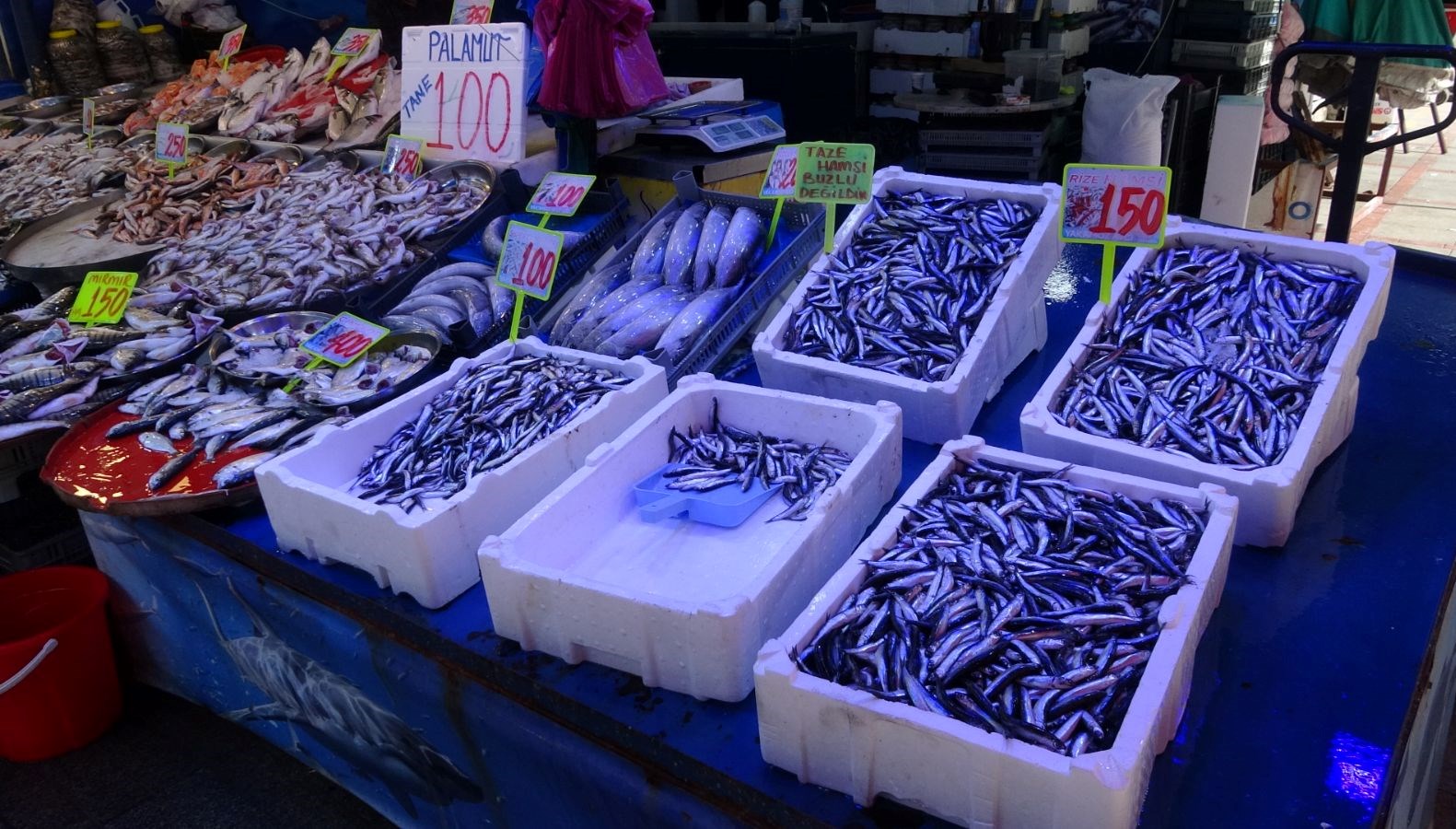 Deniz Suyu Isınıyor, Çeşitlilik Sofrada: Balık Tezgâhlarında Paradoks 71 bolluk azaldi ancak tezgahta cesitlilik suruyor deniz suyu sicakligi etkiledi 9Kl5QzLf