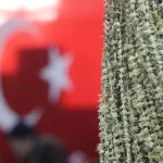 bu cicegin fiyati altini solladi IhclhVQx