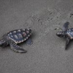 carettalarin ciftlesme devri basladi rahatsiz etmeyin uyarisi yapildi ekmvCdPa