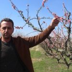 cicek acan agaclari don vurdu krrvzcCA