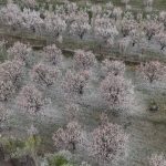 cicek acan kayisi agaclarinda kartpostallik imgeler GFiNiNj2