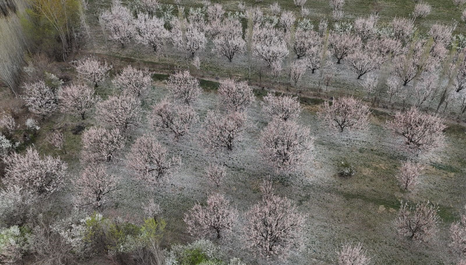 cicek acan kayisi agaclarinda kartpostallik imgeler GFiNiNj2