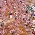 cinde ilkbahar coskusu VFppprbL