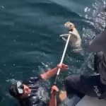 denize dusen kediyi kurtarmak icin ortak operasyon xObUGJQX