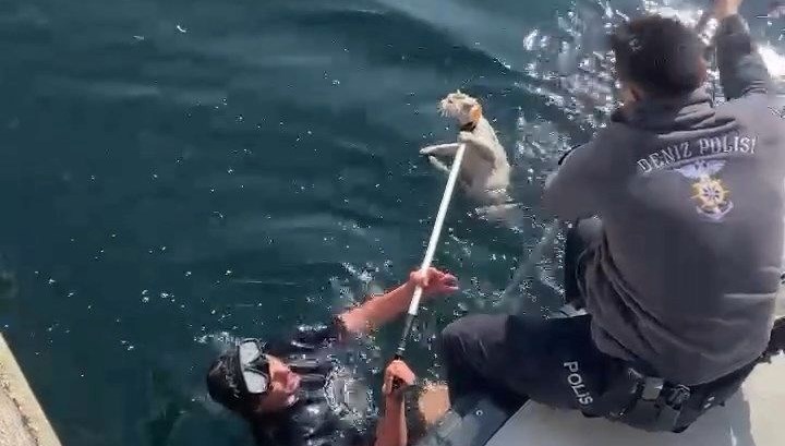 Denizdeki Kedi: Umut Operasyonu 71 denize dusen kediyi kurtarmak icin ortak operasyon