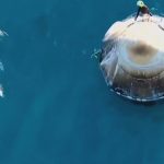 doganin hosgeldin partisi nasa astronotlarini yunus surusu karsiladi jFWRIfY8