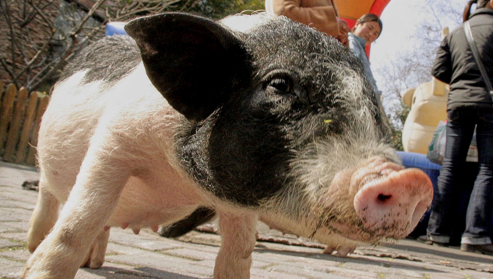 domuz bobrekli bayan bilim insanlari bir kere daha basardi Thvjt5DH