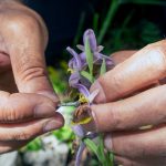 dunyada 30 bin turkiyede 200den fazla cins var lakin likya salebi yok olmanin esiginde jEjNm4uy