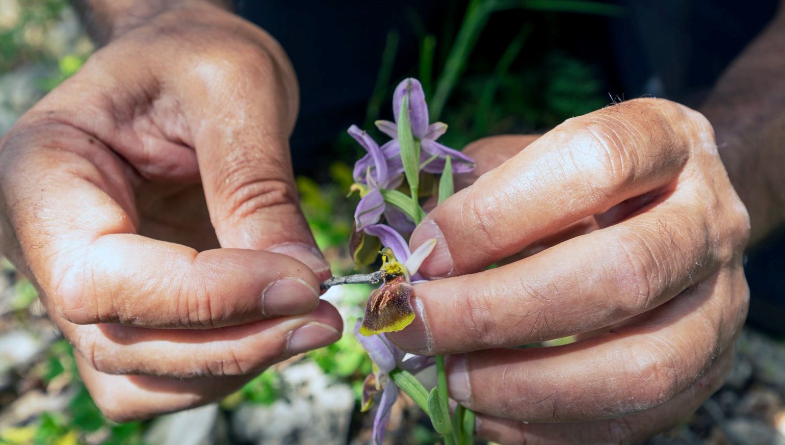 30.000 Tür Arasında Bir Kayıp: Türkiye'nin Nadir Likya Salebi Tükeniyor mu? 71 dunyada 30 bin turkiyede 200den fazla cins var lakin likya salebi yok olmanin esiginde jEjNm4uy