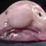 dunyanin en berbat hayvani olarak biliniyordu yilin baligi odulunu kazandi CPPkNOS7