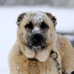 dunyanin en guclu cene basincina sahip kopekleri turk kangali kacinci sirada WvsbSALT