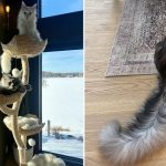 dunyanin en uzun kuyruklu kedisi guinness rekorlar kitabina girdi mQvmMNGP