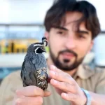 elazigli ogrenci egzotik bildircin ihrac ediyor 31kiAqPN