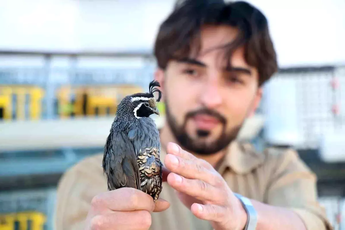 elazigli ogrenci egzotik bildircin ihrac ediyor 31kiAqPN