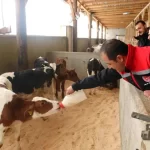 erzincanda buyukbas hayvancilikta arilik calismalari hizlandi uVq6eAq3