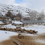 erzincanda kis gunleri uzadi kuvvetli kuzu mesaisi suruyor Kbbz86DV