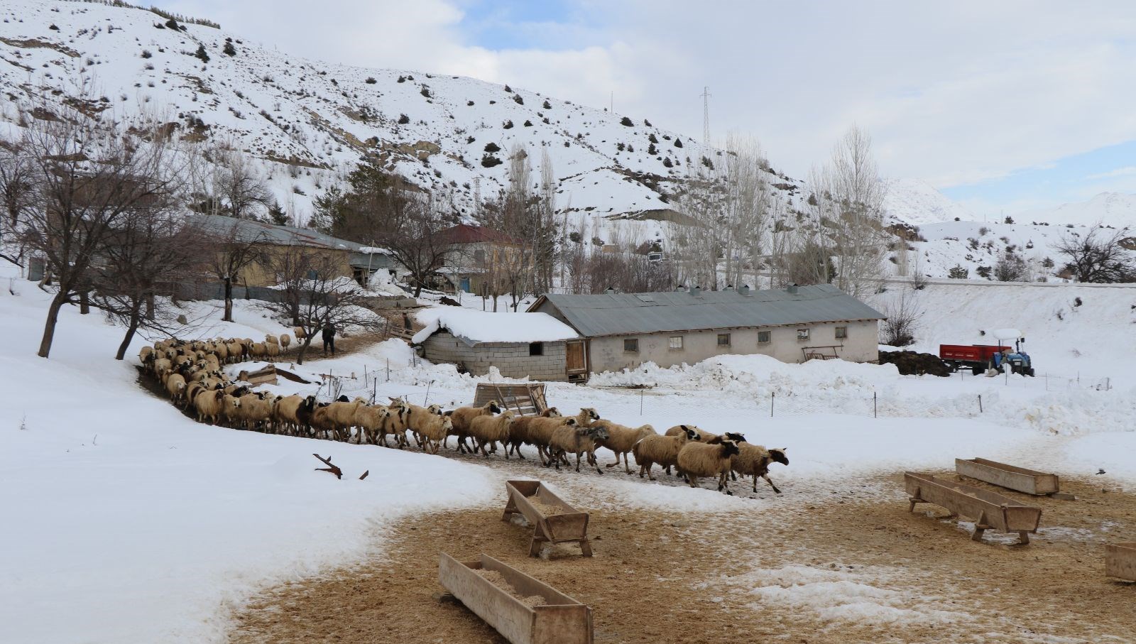 erzincanda kis gunleri uzadi kuvvetli kuzu mesaisi suruyor Kbbz86DV