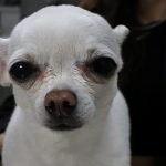 gece horlamasiyla sahibini uyutmayan mini wbT3SzPg