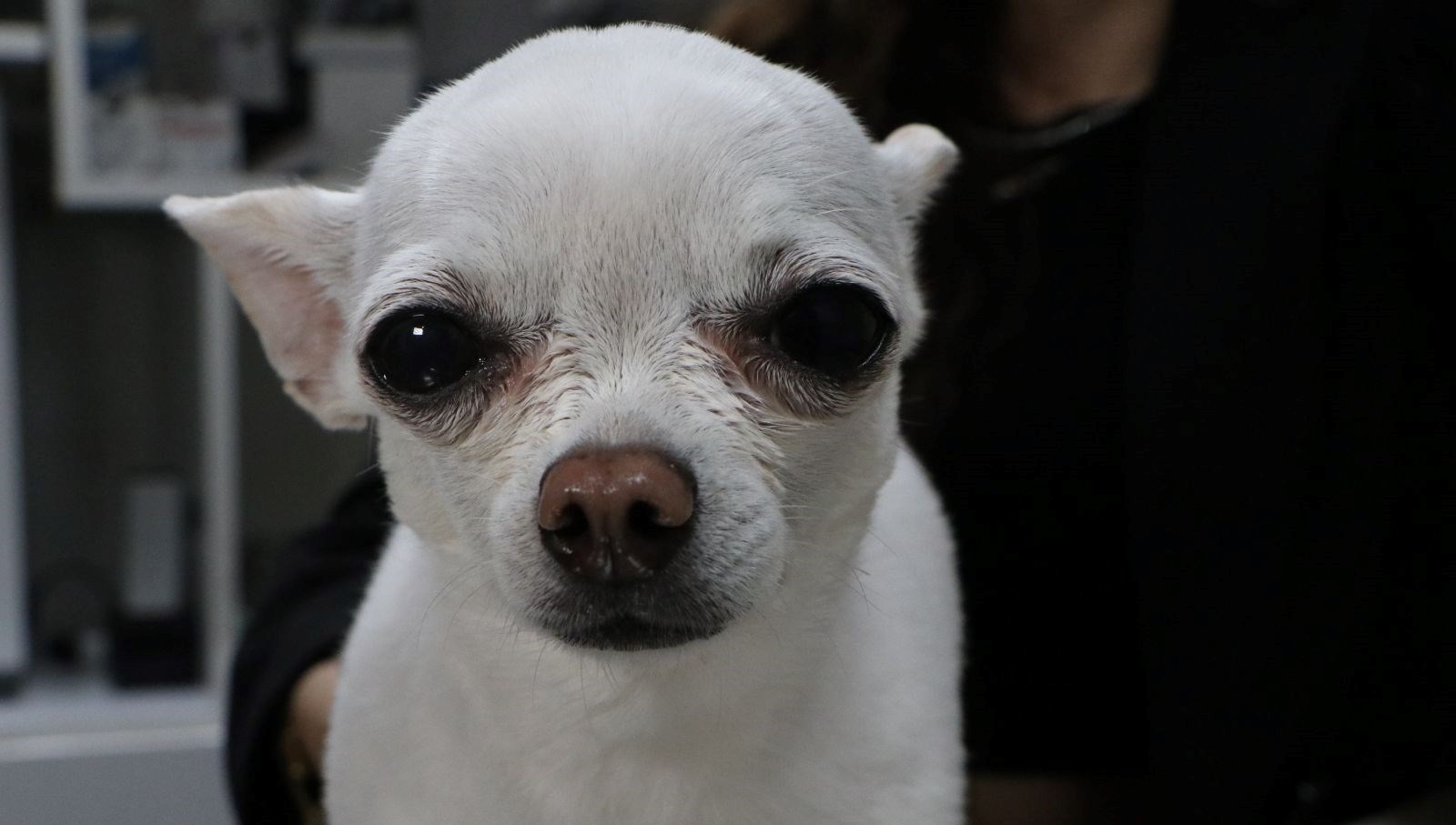 Mini'nin Horultu Serüveni: Uykusuz Gecelerin Neden Kaynağı? 71 gece horlamasiyla sahibini uyutmayan mini wbT3SzPg